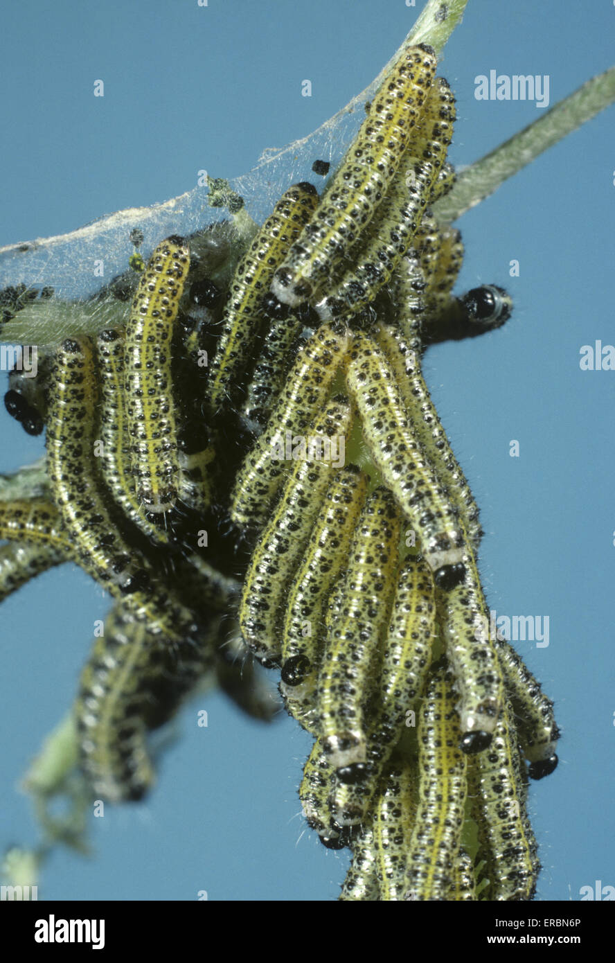 Large White - Pieris brassicae - larvae Stock Photo