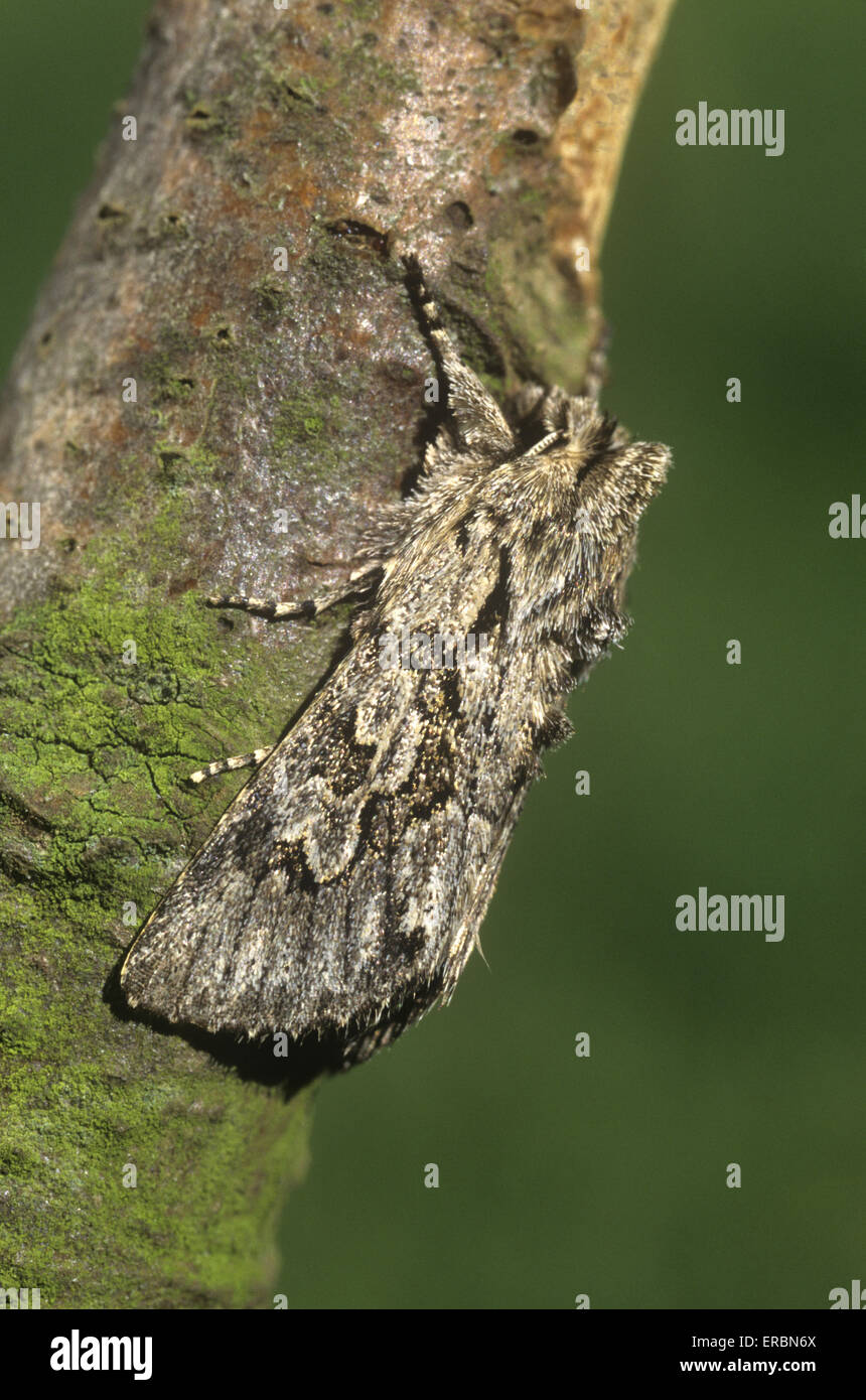 Early Grey - Xylocampa areola Stock Photo