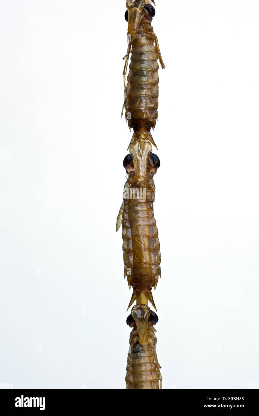 Fried Dragonfly at Donghuamen Street Food Market Beijing China -  An example of the strange or weird food eaten by people around the world Stock Photo