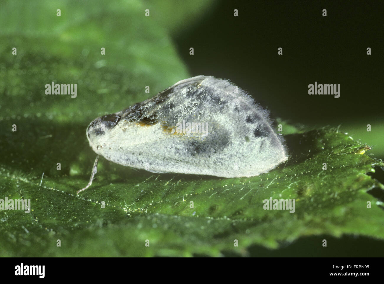 Chinese Character - Cilix glaucata Stock Photo