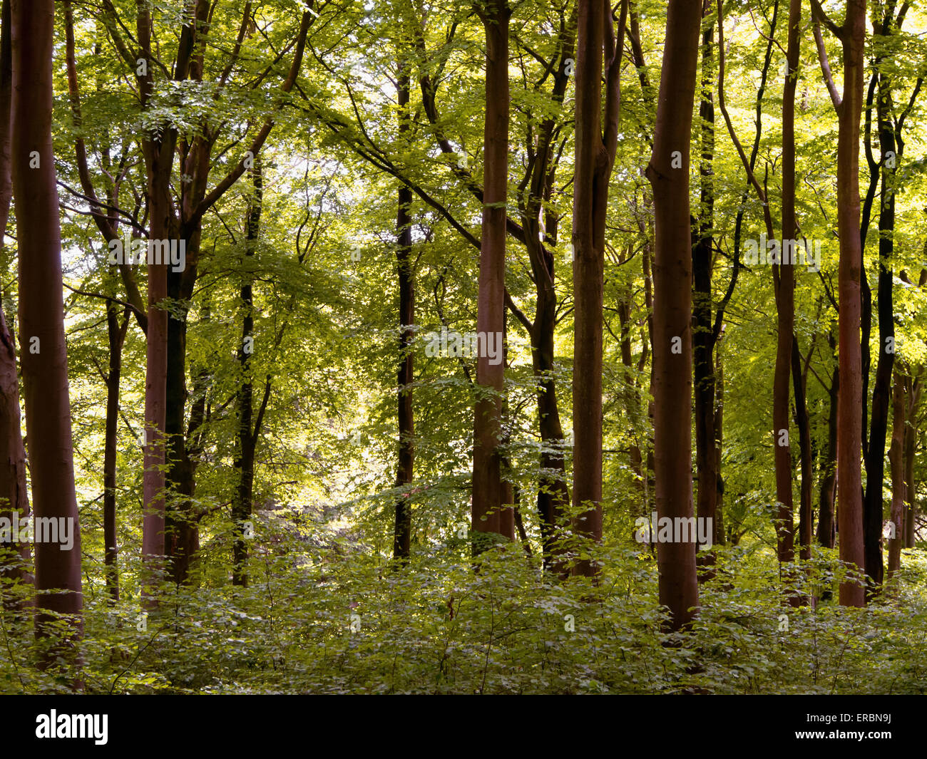 Trees growing in a woodland forest Stock Photo