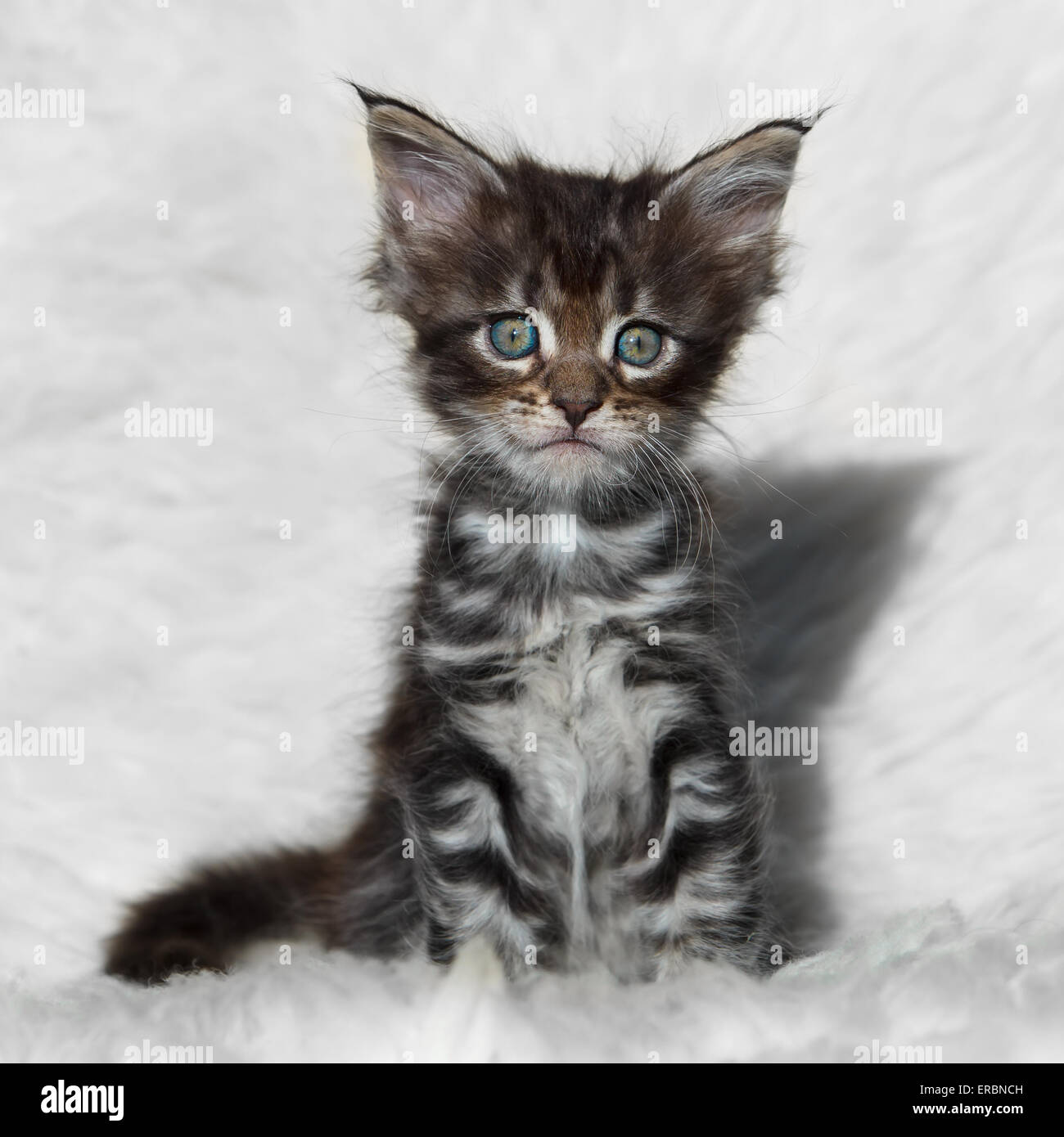 Small gray maine coon with blue eyes kitten posing on white background