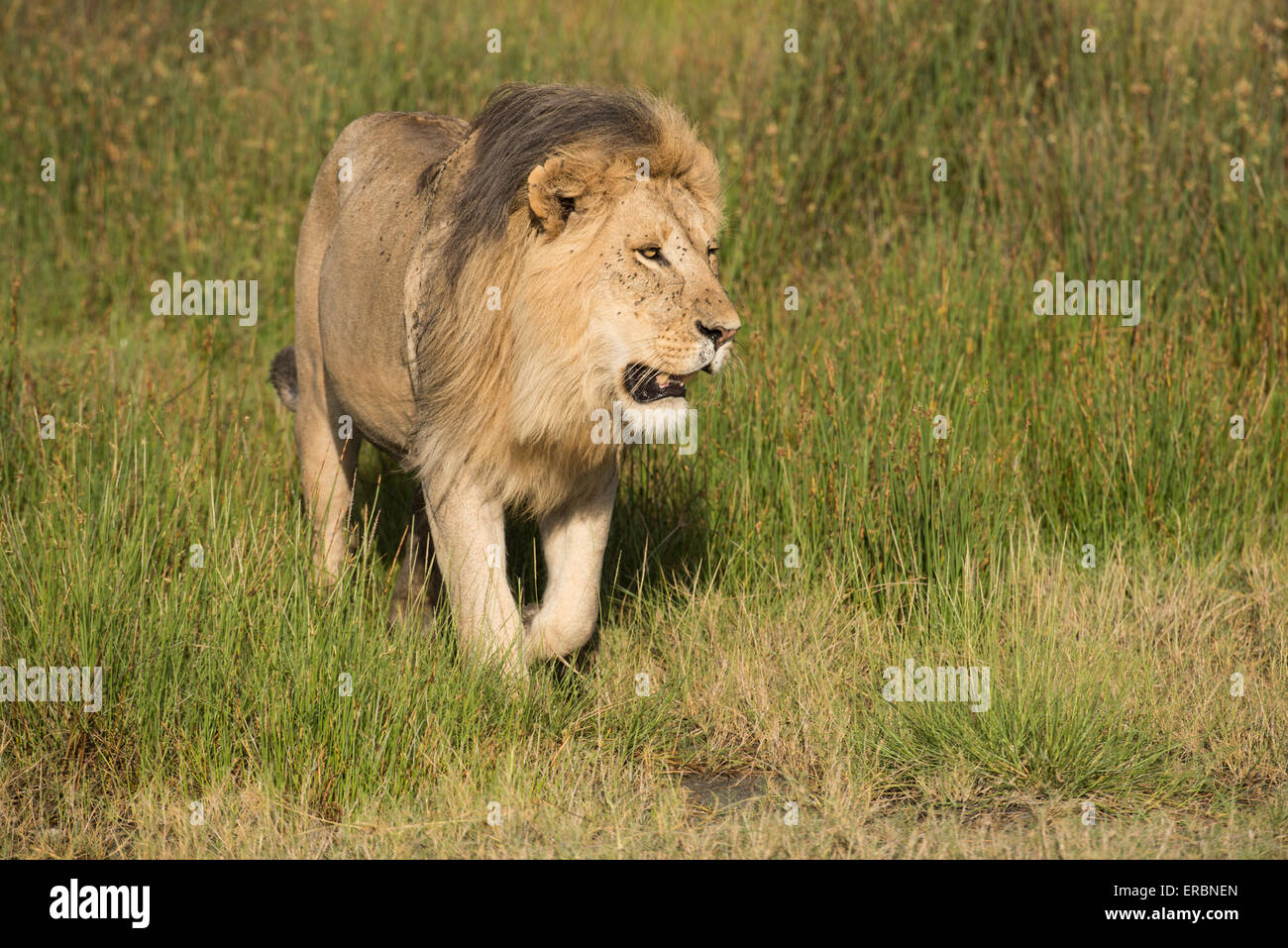 Male lion walking hi-res stock photography and images - Alamy