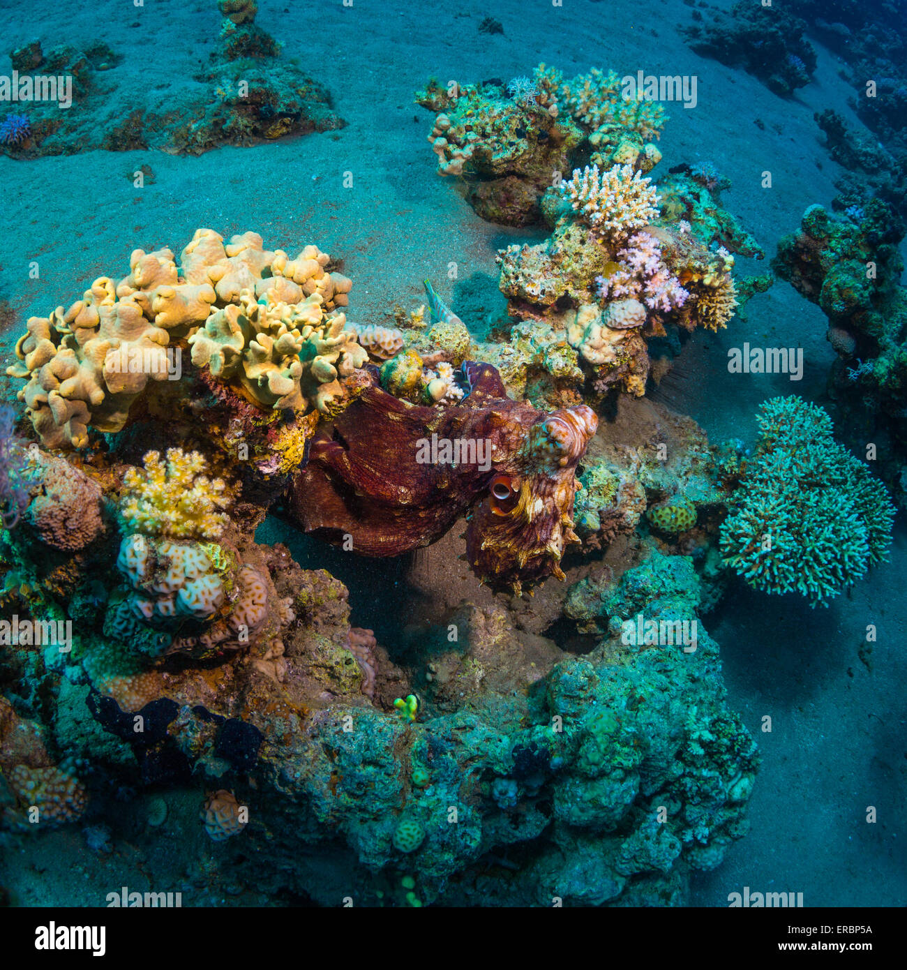 Underwater life Stock Photo