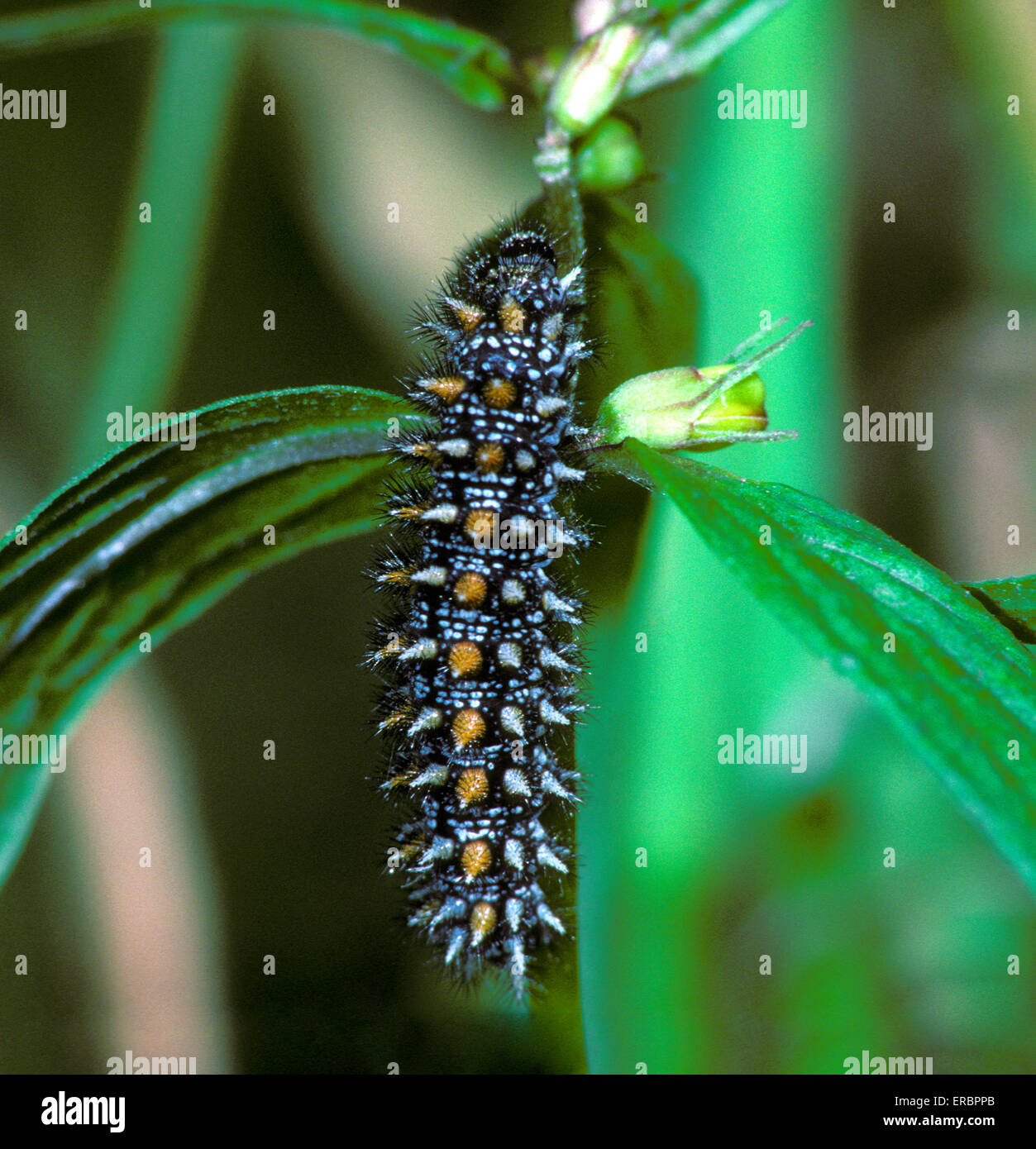 Heath Fritillary - Melitaea athalia - larva Stock Photo