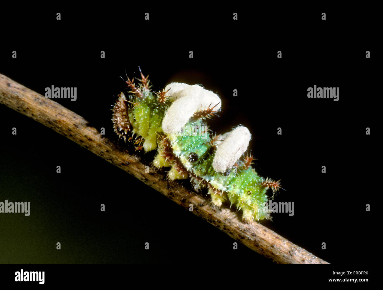 White Admiral - Limenitis camilla - larva Stock Photo