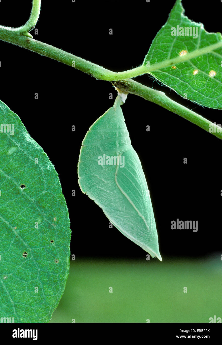 Purple Emperor - Apatura iris - pupa Stock Photo