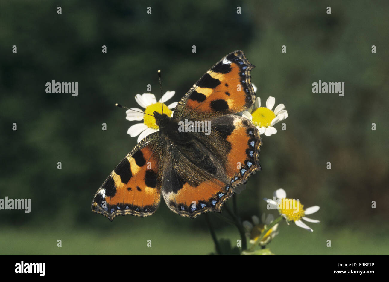 Small Tortoiseshell - Nymphalis urticae Stock Photo