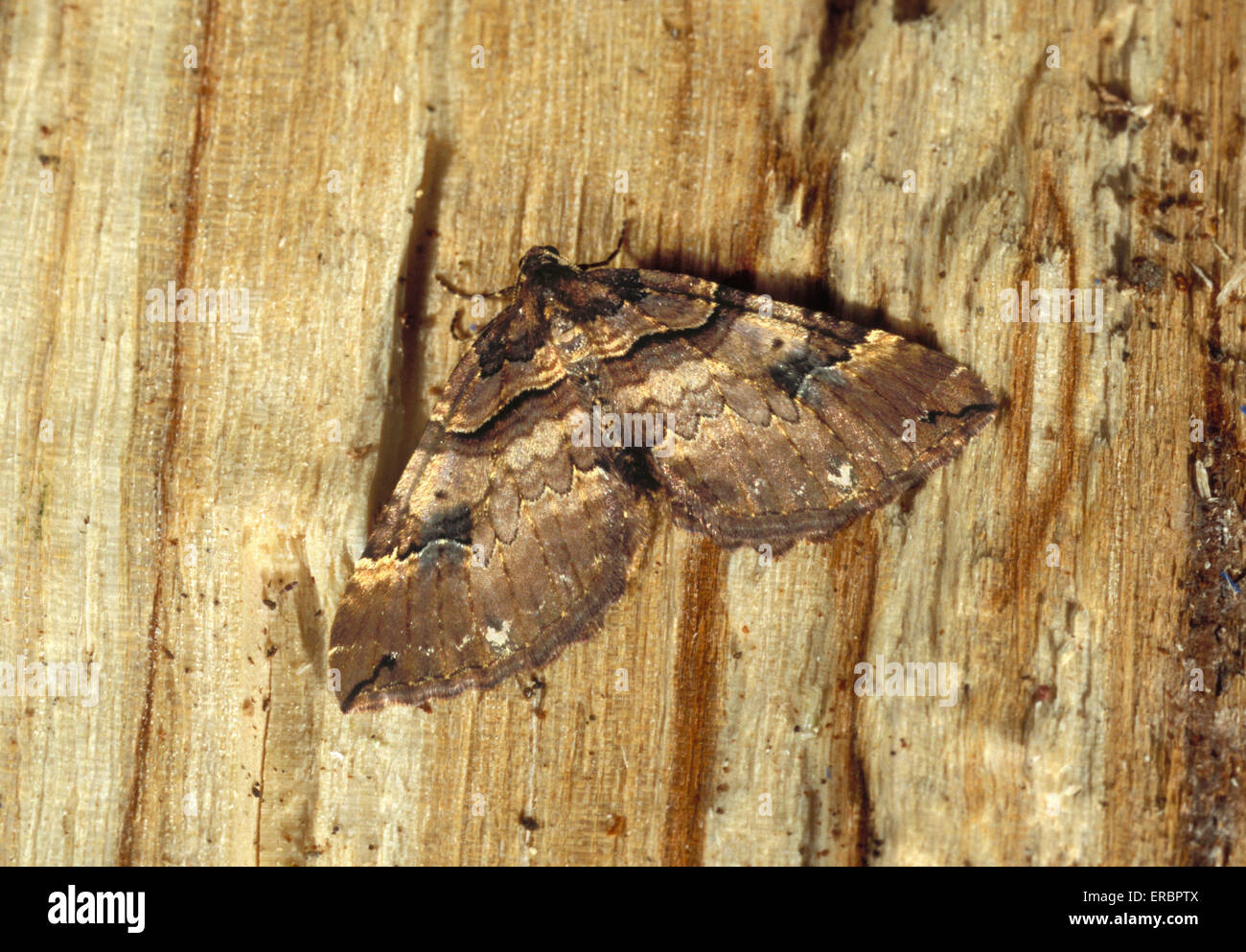 Shoulder Stripe - Anticlea badiata Stock Photo