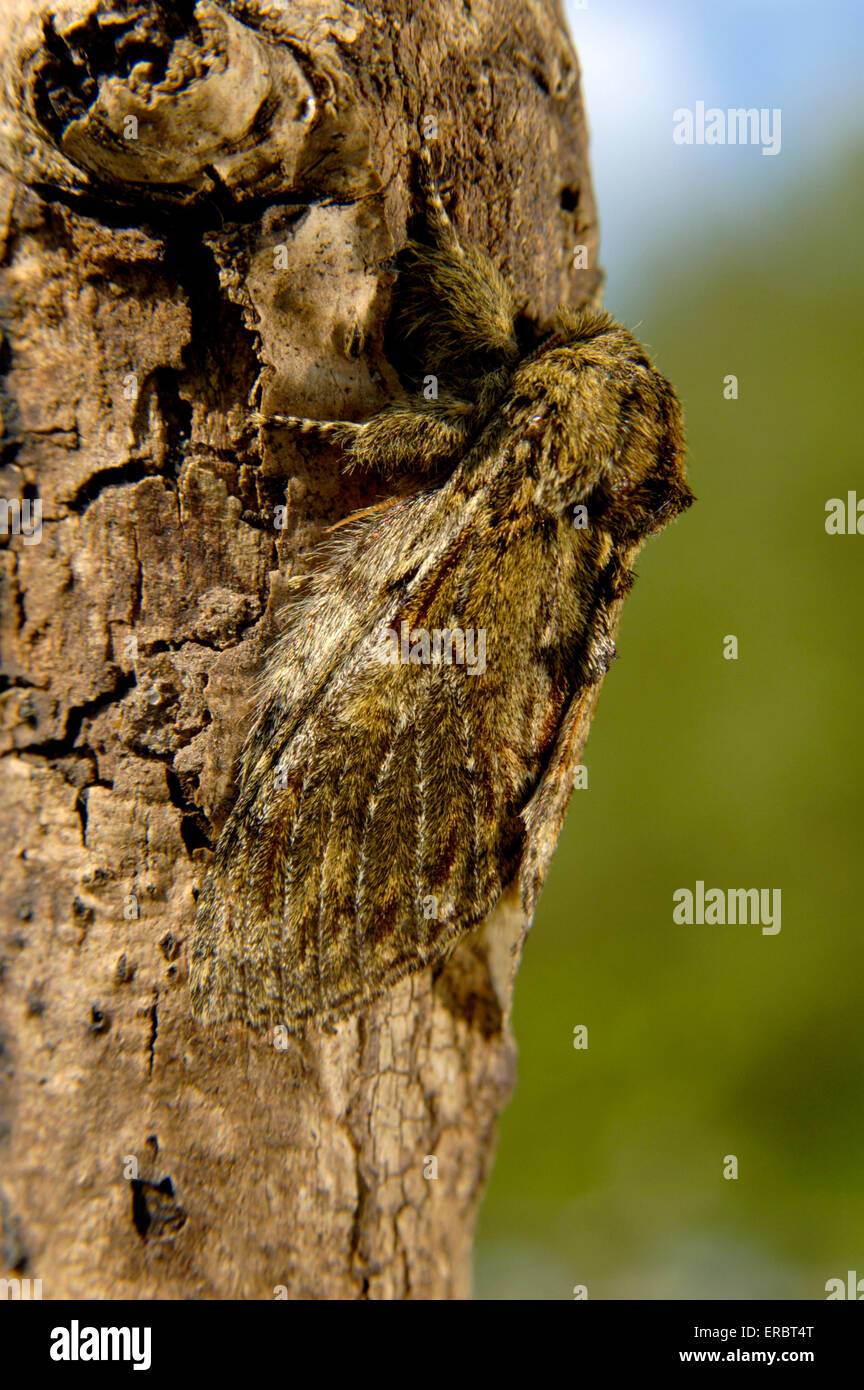 Great Prominent - Peridea anceps Stock Photo