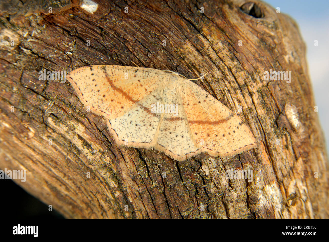 Maiden's Blush - Cyclophora punctaria Stock Photo