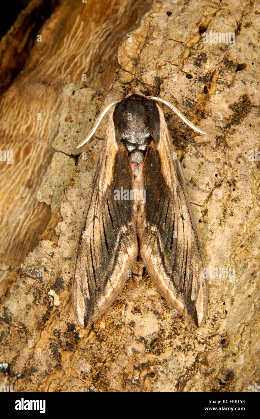 Privet Hawk-moth - Sphinx ligustri Stock Photo