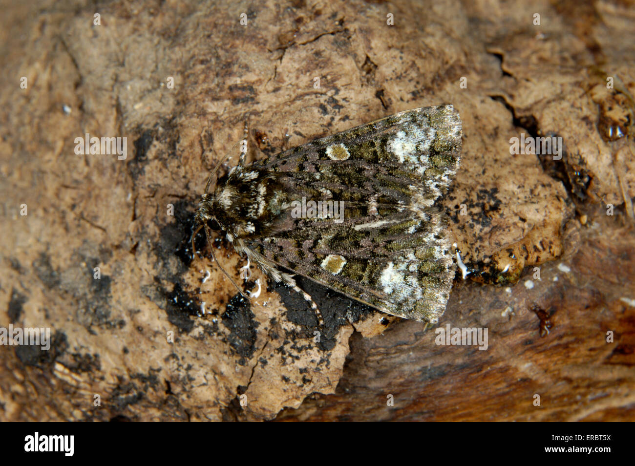 Coronet - Craniophora ligustri Stock Photo