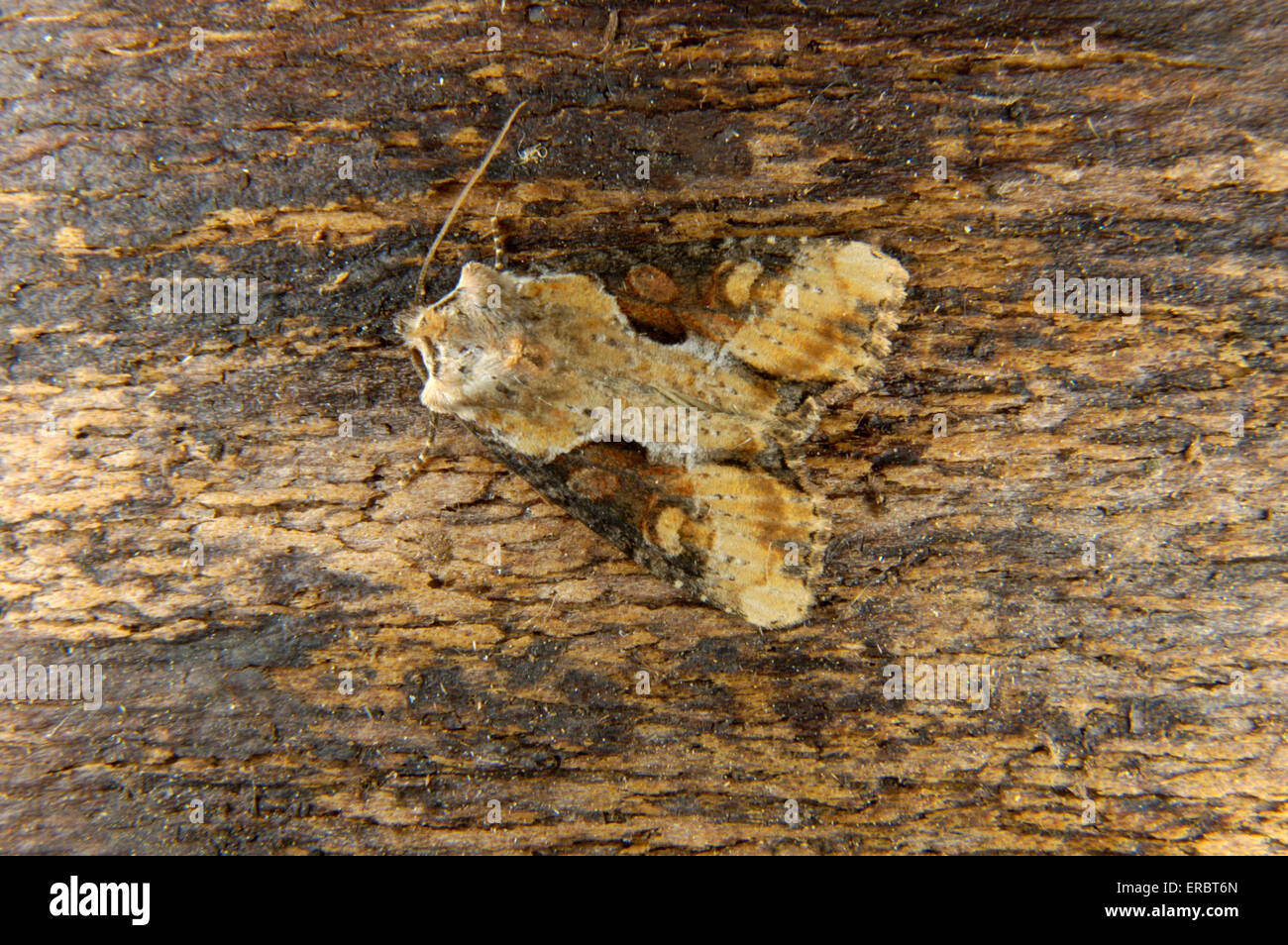 Lobed High Resolution Stock Photography and Images - Alamy