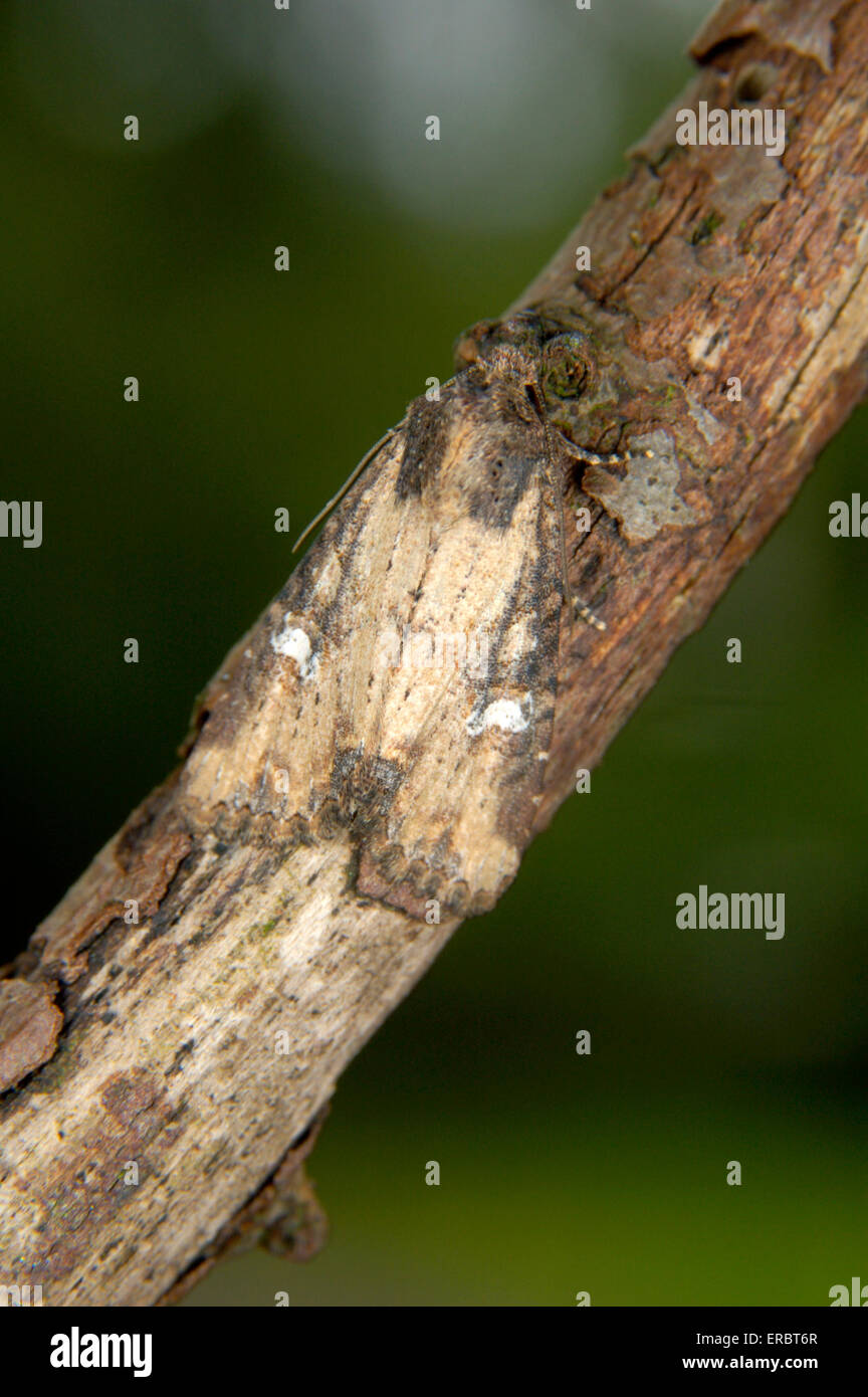 Common Rustic - Mesapamea secalis Stock Photo