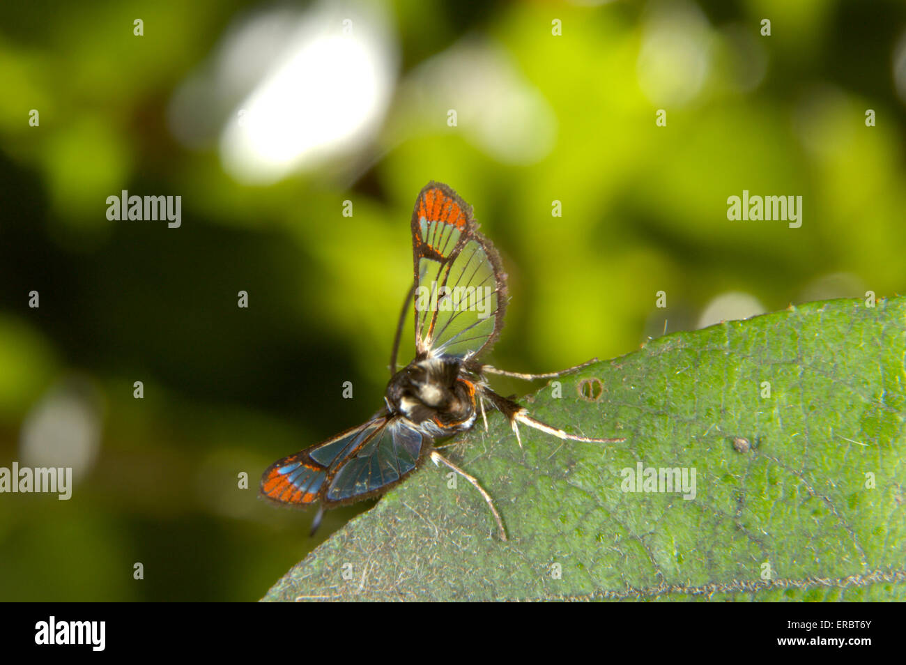 Red-tipped Clearwing - Synanthedon formicaeformis Stock Photo