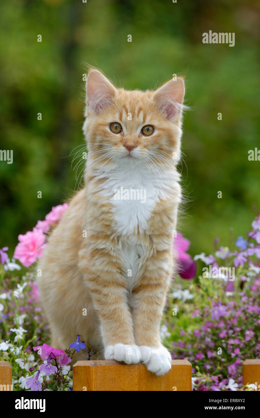 Ginger tabby Kitten standing in flower basket Stock Photo