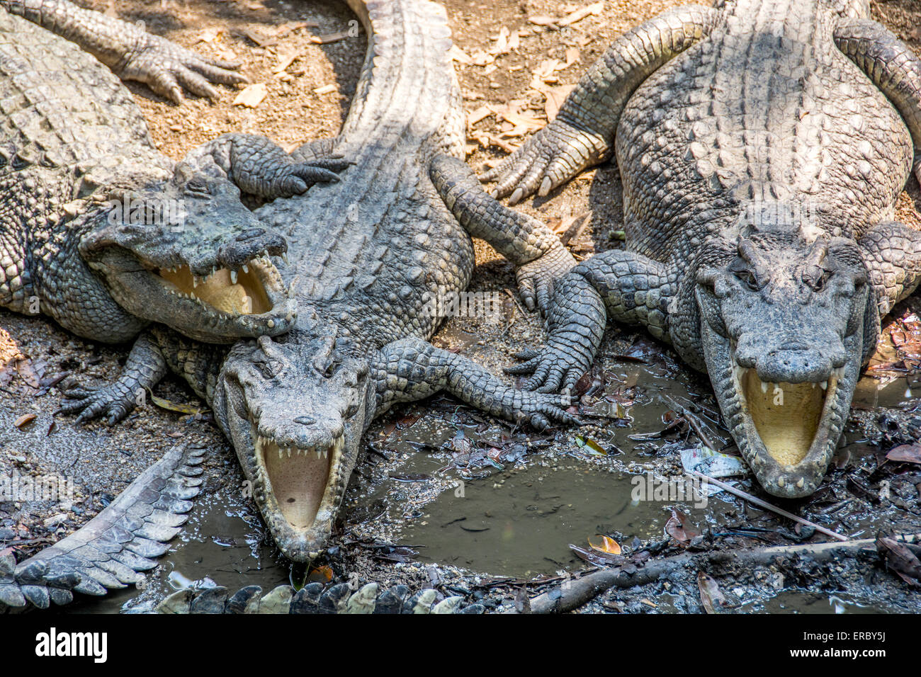Three crocodiles at the zoo exposing their mouths and sharp teeth Stock