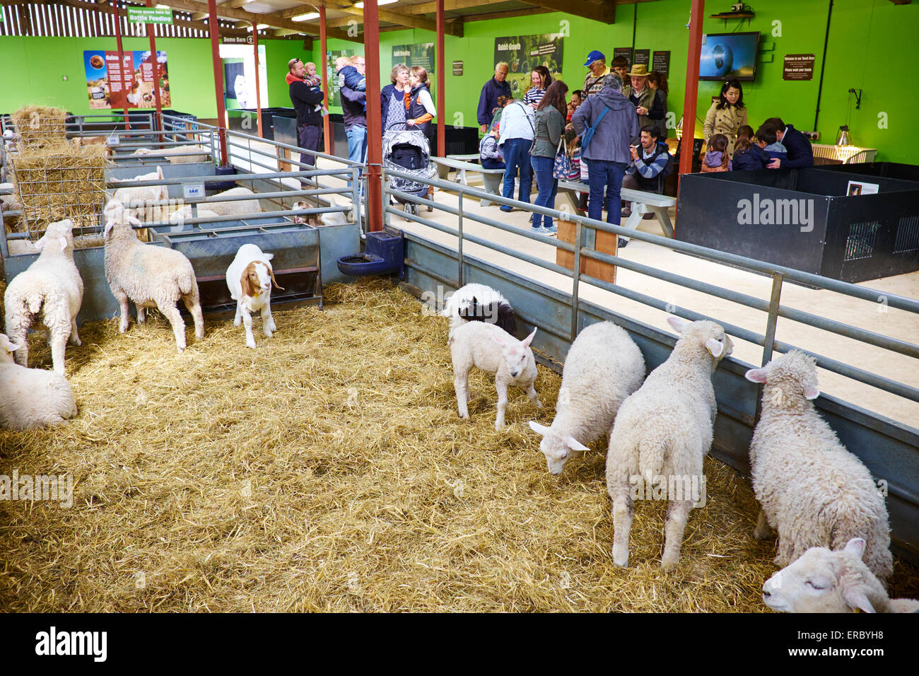 Inside The Touch Barn At The Cotswold Farm Park Bemborough Farm UK Stock Photo Alamy