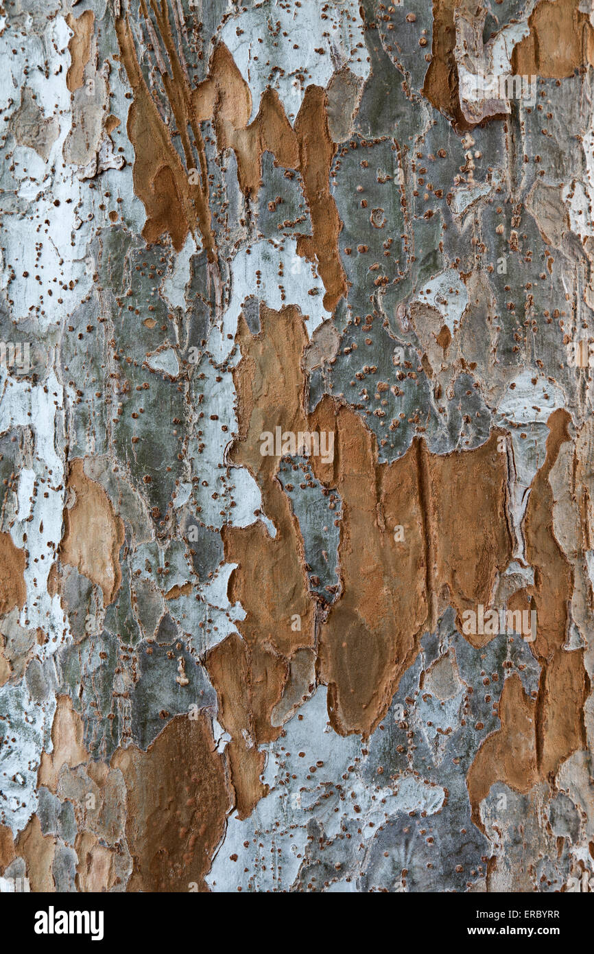 Bark of Evergreen Chinese Elm tree  'Ulmus parvifolia'. Stock Photo