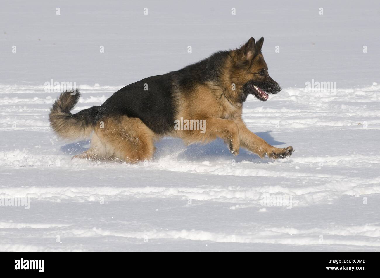 German Shepherd in snow Stock Photo Alamy