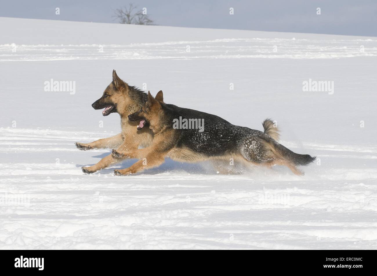 German Shepherds in snow Stock Photo Alamy