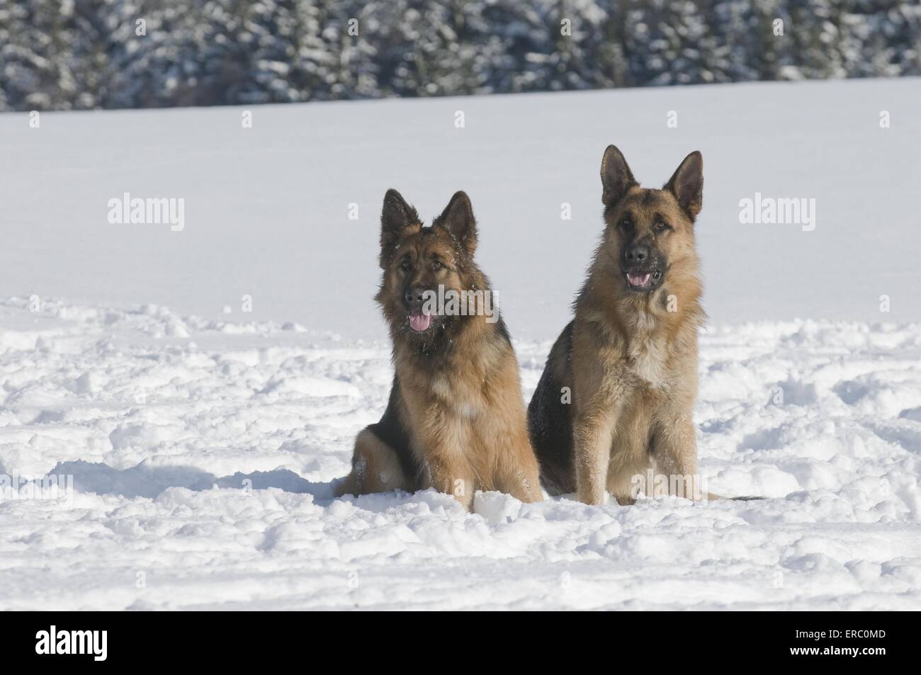 German Shepherds in snow Stock Photo Alamy