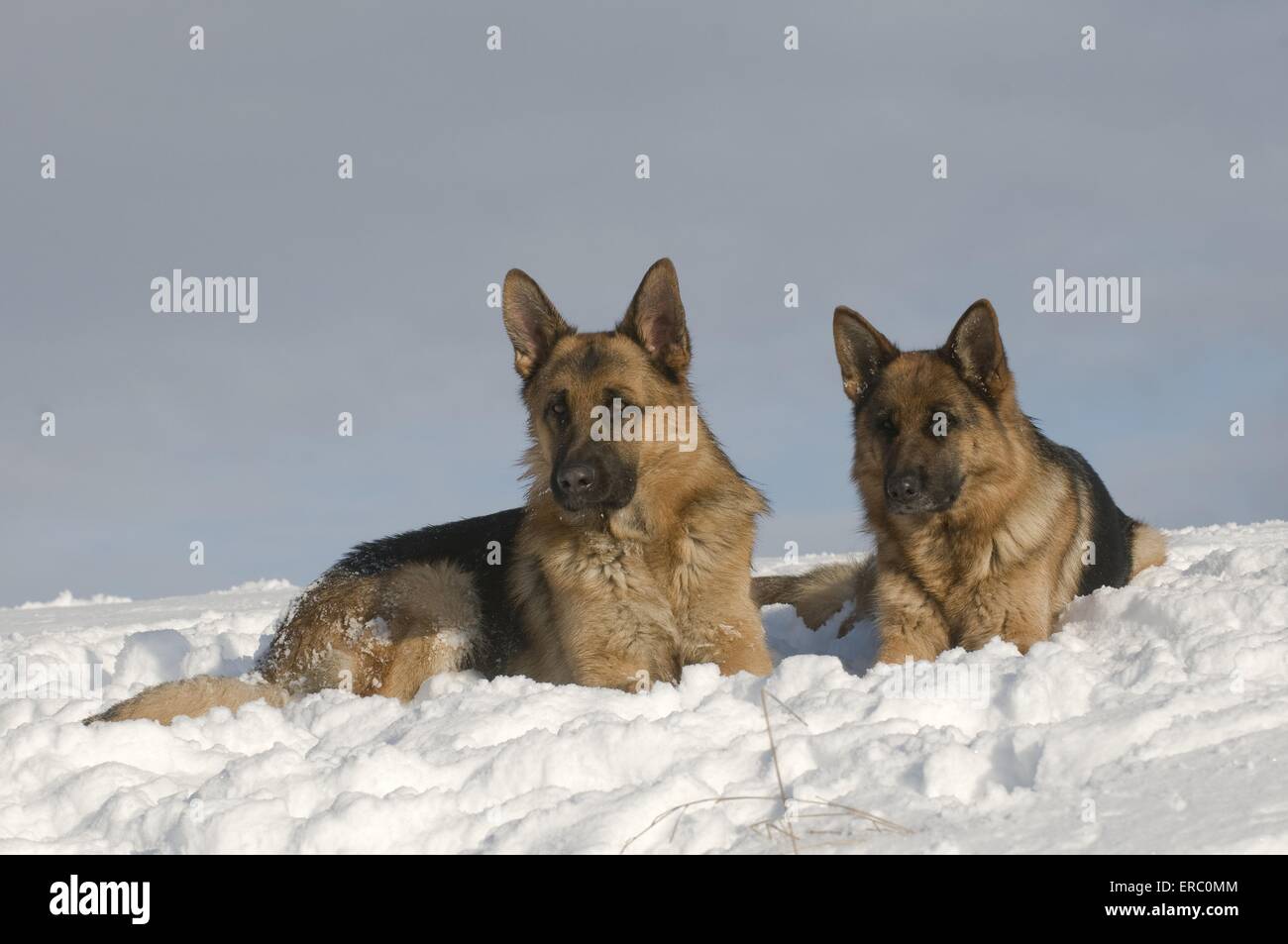 German Shepherds in snow Stock Photo Alamy