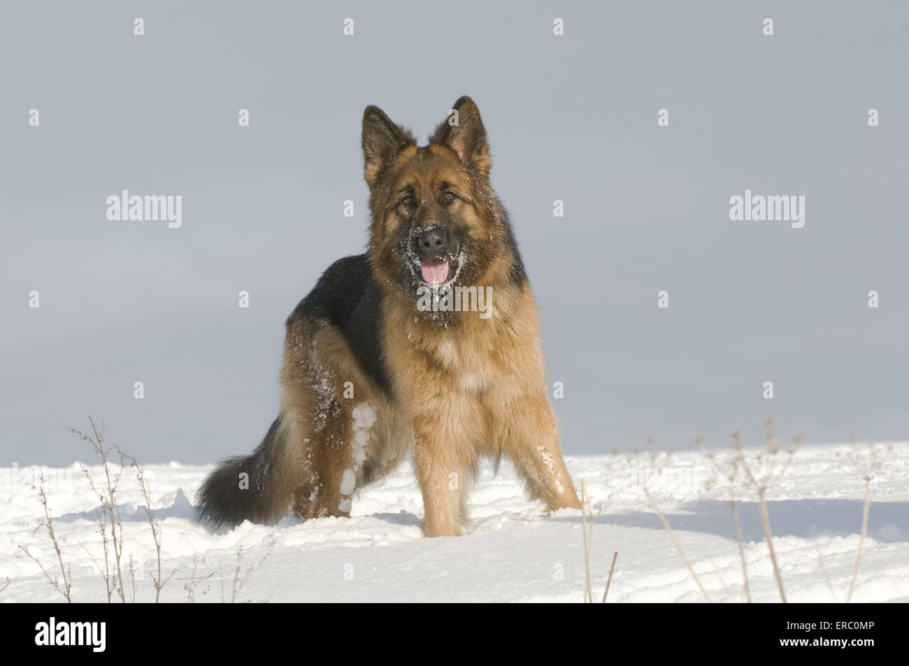 German Shepherd in snow Stock Photo Alamy