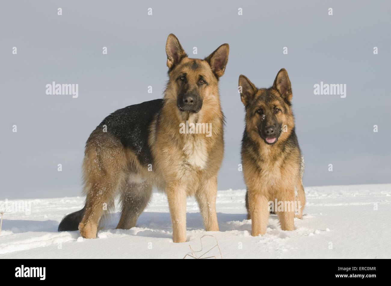 German Shepherds in snow Stock Photo Alamy