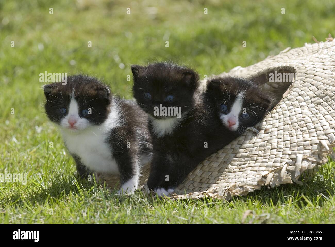 kitten in garden Stock Photo