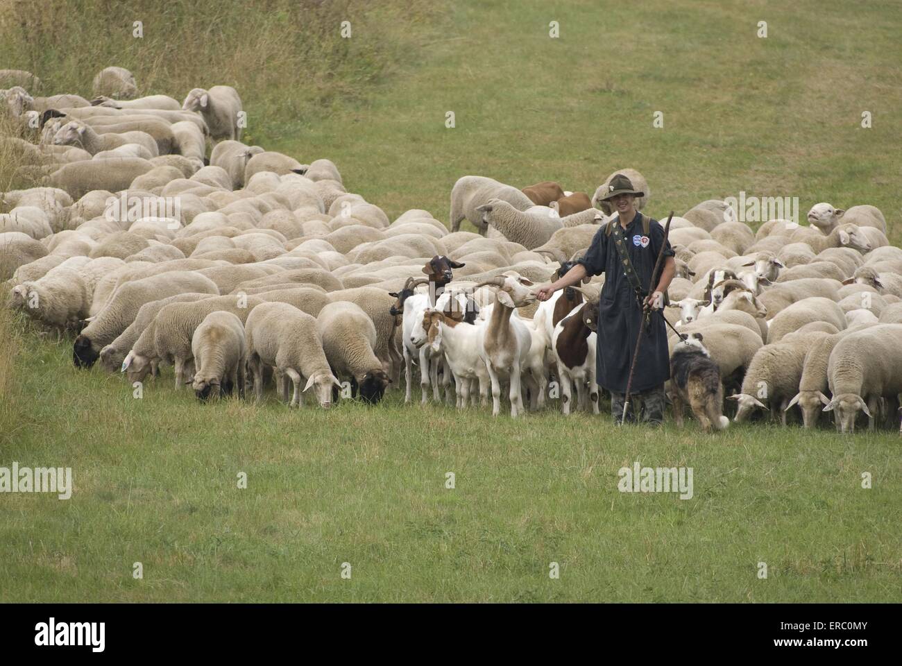 herd of sheeps Stock Photo