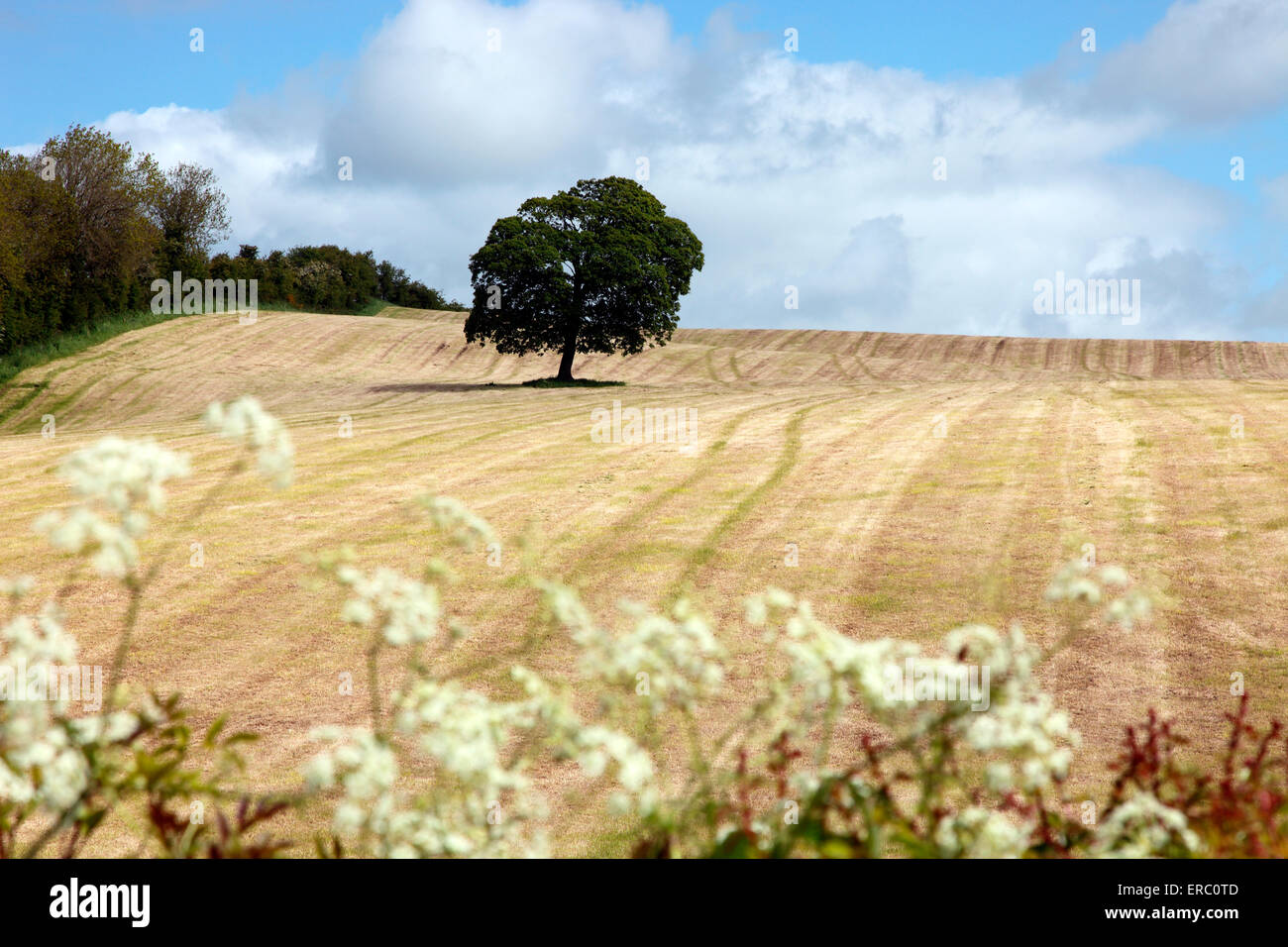 Sycamore tree on pasture that has just had its first cut of the summer. Stock Photo