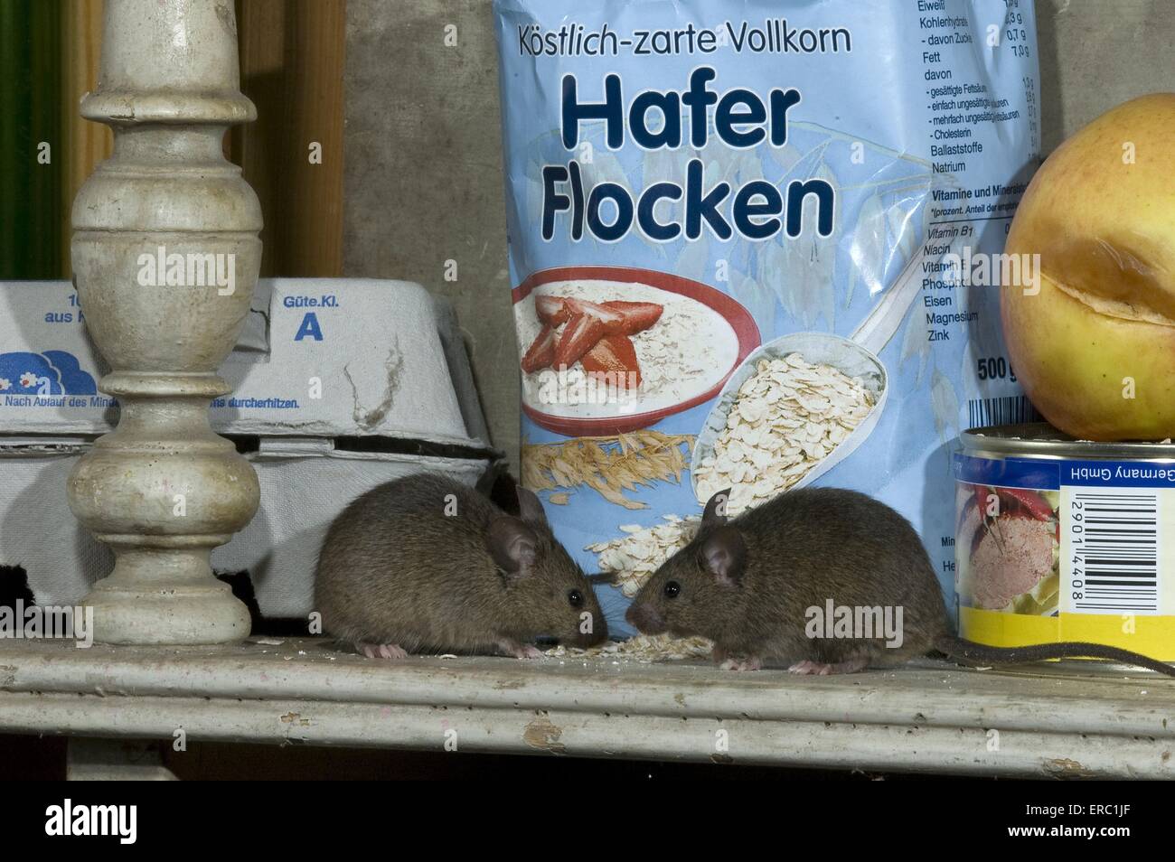 mice eats oat flakes in kitchen Stock Photo Alamy