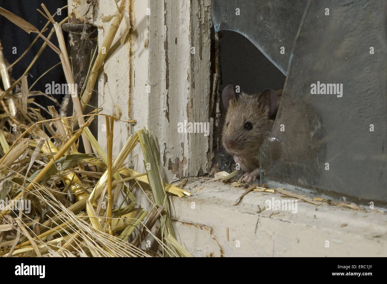 mouse at broken window Stock Photo