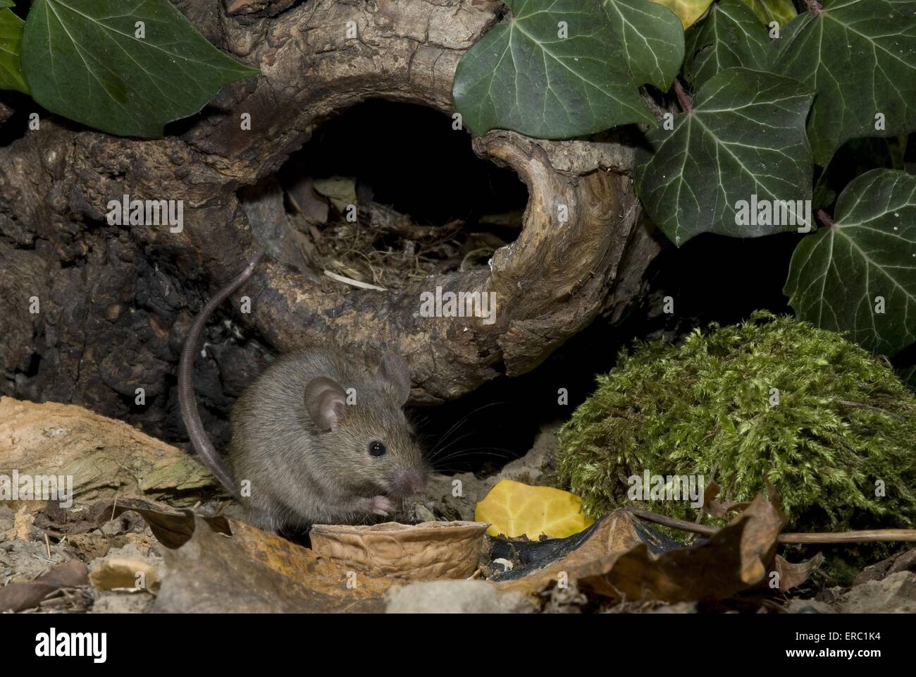 Mouse Tree Hole Mouse hole tree hi-res stock photography and images - Alamy