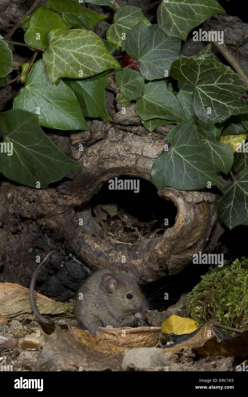 brown house mouse Stock Photo Alamy