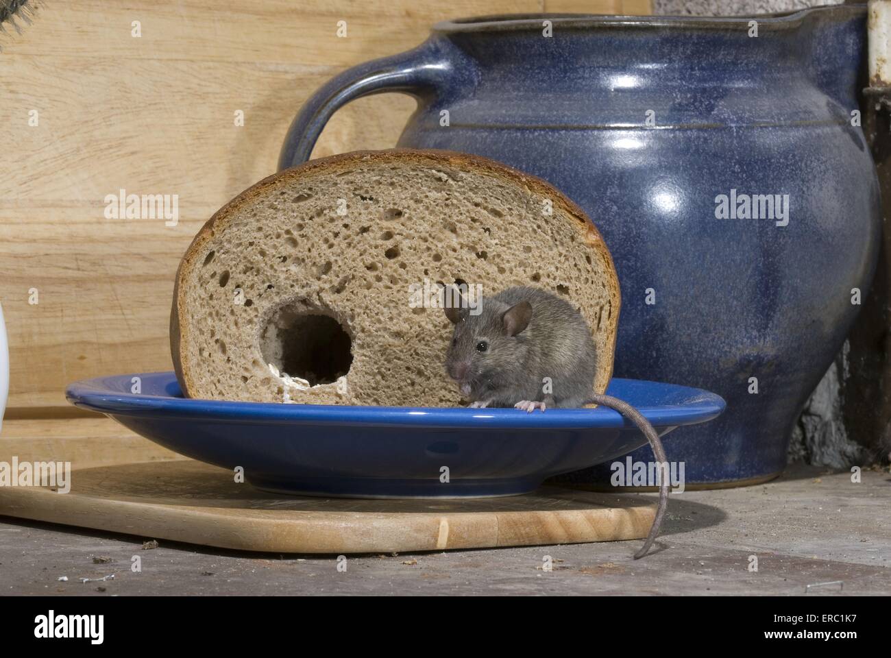 mouse eats bread Stock Photo