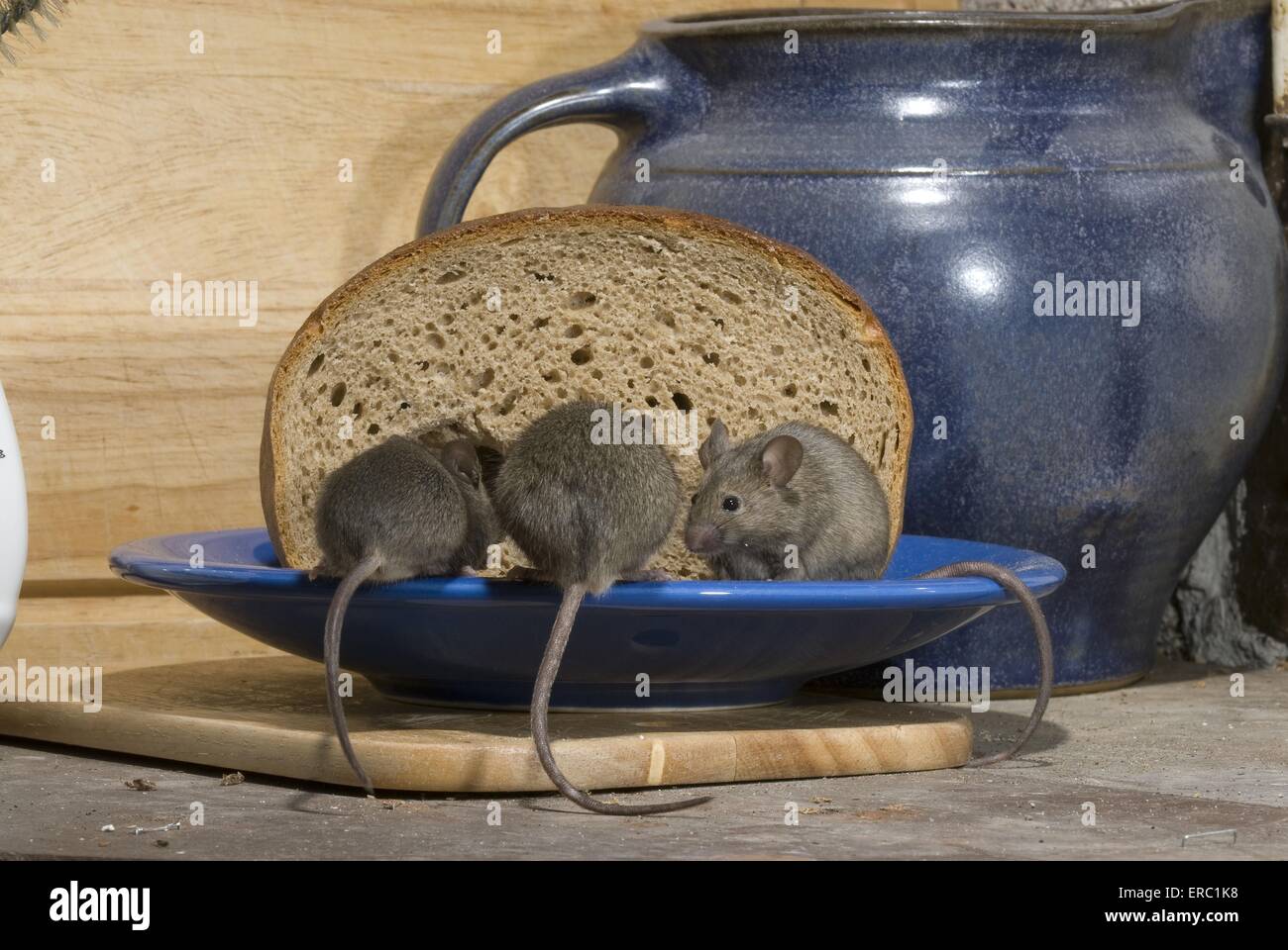 mouse eats bread Stock Photo