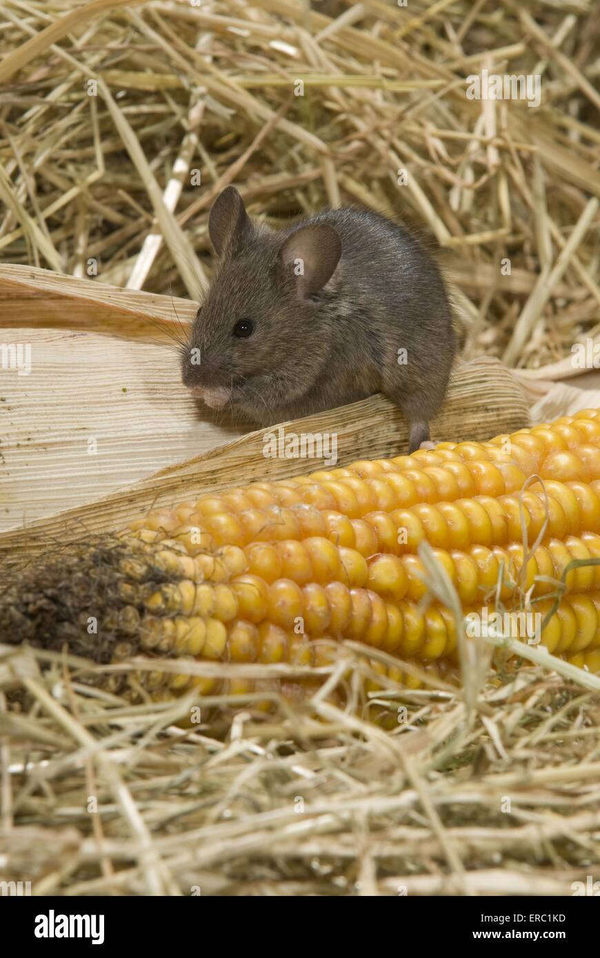 mouse eats corncob Stock Photo