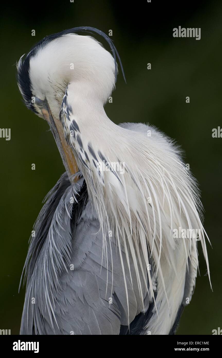 grey heron Stock Photo