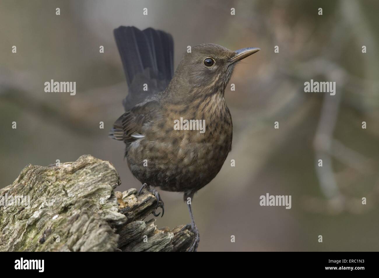 blackbird Stock Photo