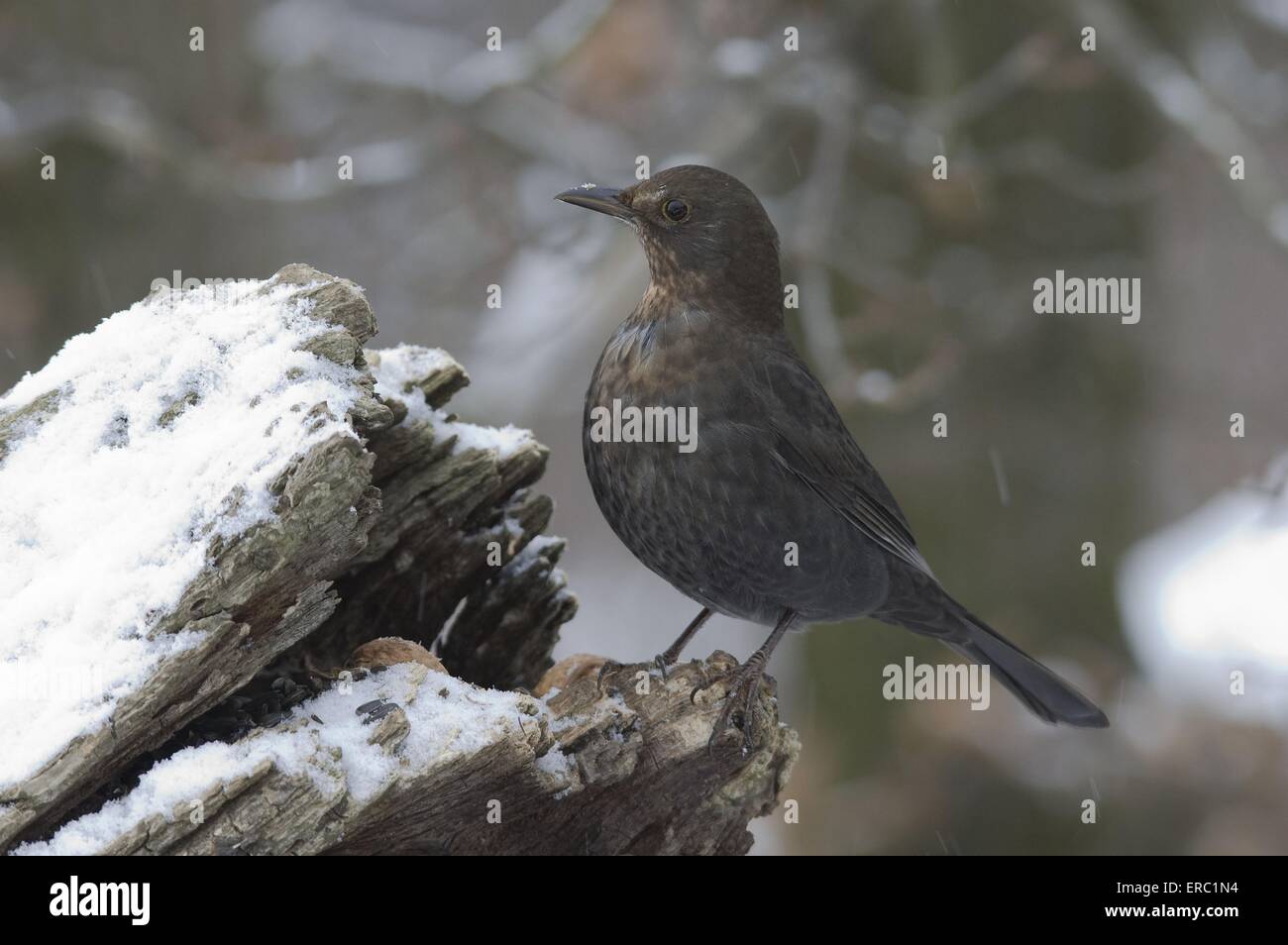 blackbird Stock Photo