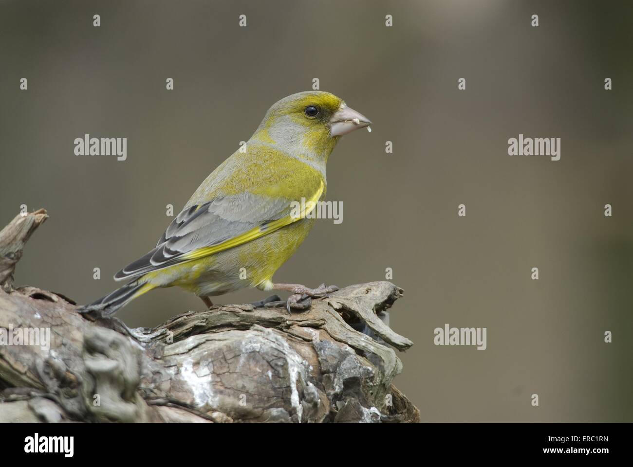 European greenfinch Stock Photo