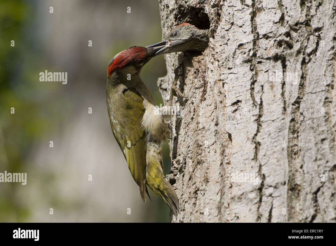 nickle feeds fledgling Stock Photo