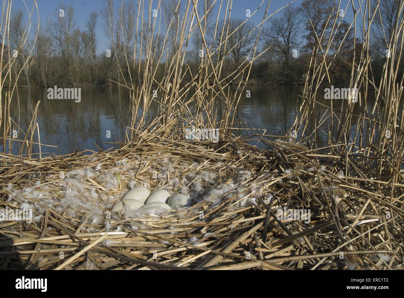 mute swan eggs Stock Photo Alamy