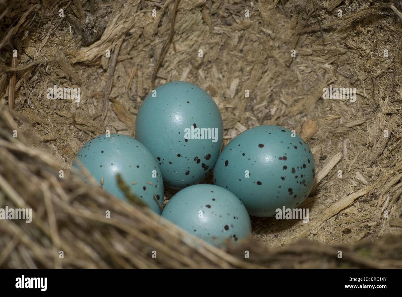 mavis-nest Stock Photo