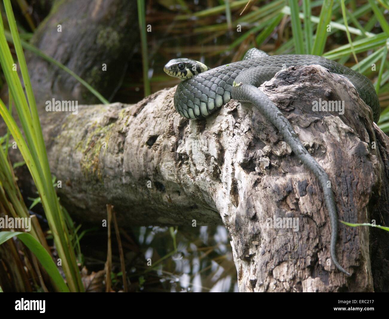 grass snake Stock Photo