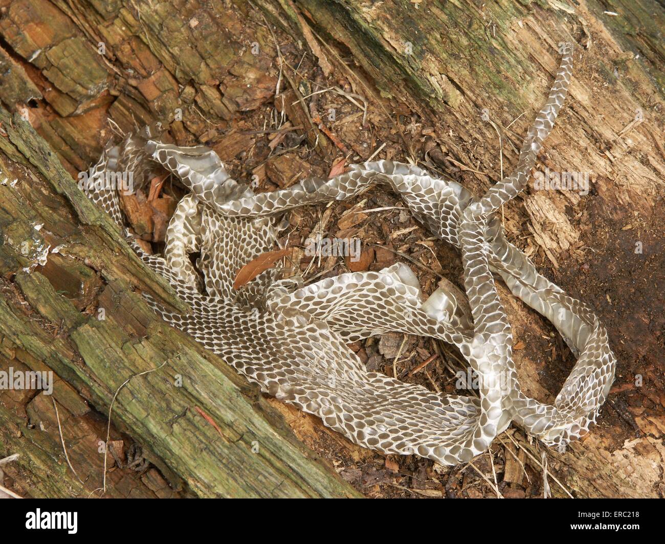 skin of a grass snake Stock Photo