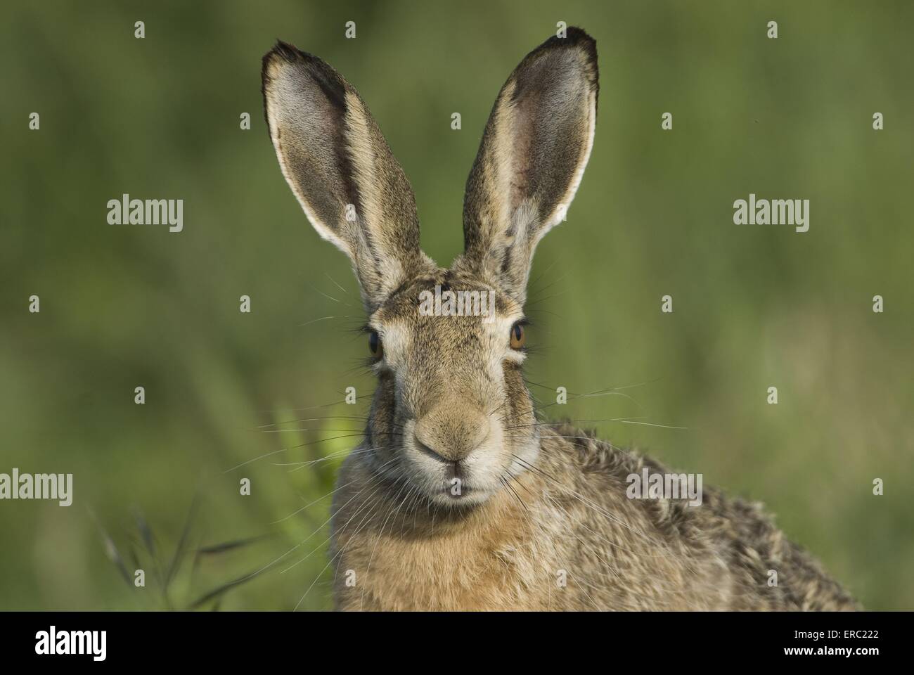 brown hare portrait Stock Photo